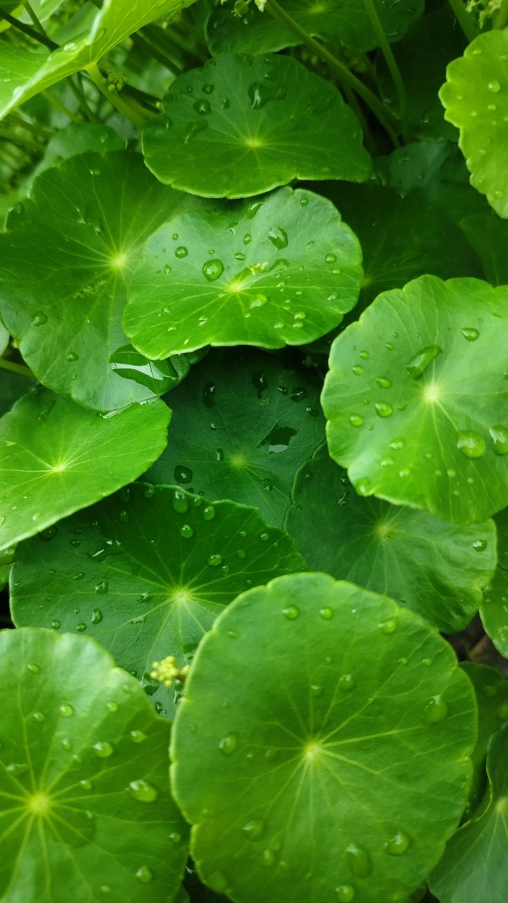 Centella Asiatica