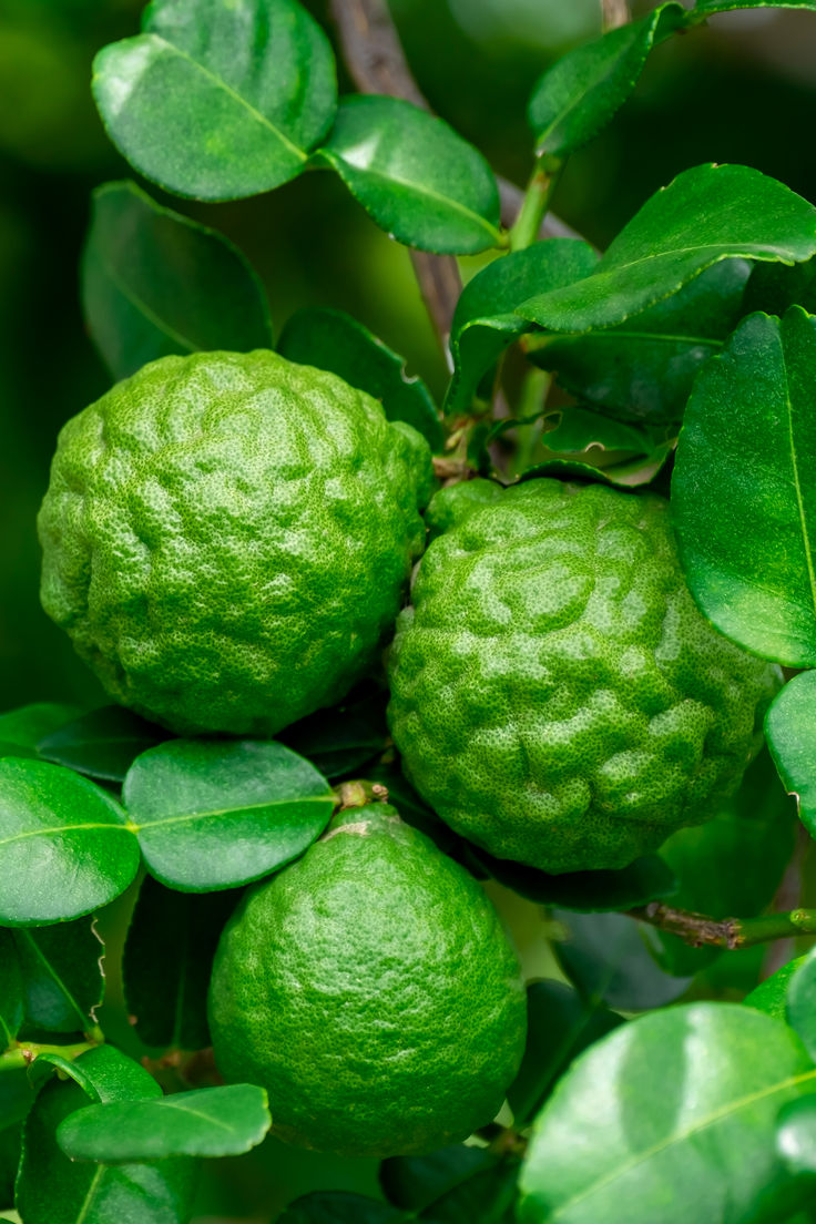Bergamot